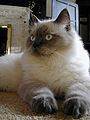 A blue pointed Ragdoll with darkened extremities. blue-pointed-ragdoll
