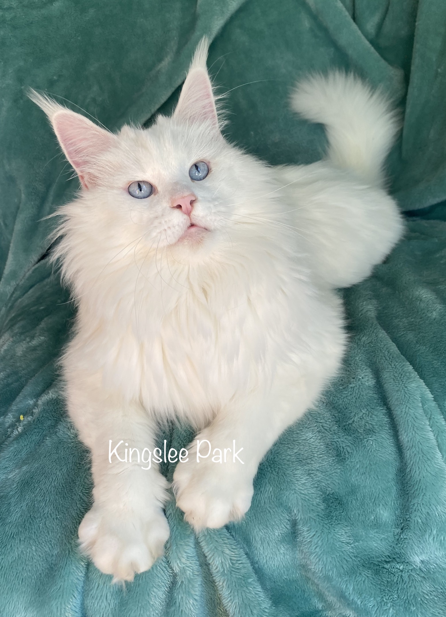 white maine coon